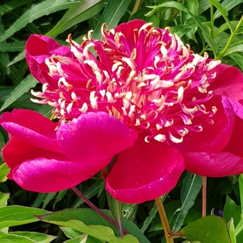 Paeonia lactiflora 'Ada Niva' 