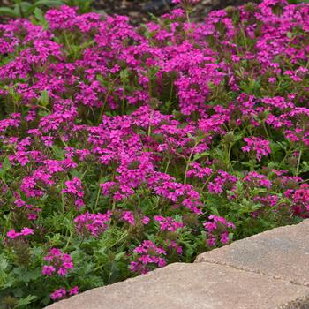 Verbena canadensis 'Homestead Hot Pink' 