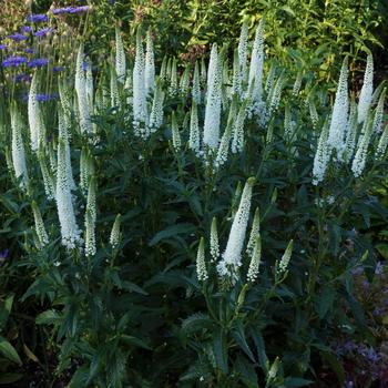 Veronica longifolia 'First Bride'