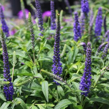 Veronica longifolia 'Forever Blue'