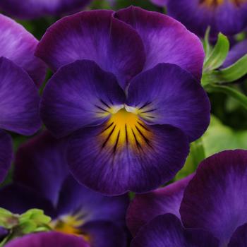 Viola cornuta 'Halo Violet' PP24428