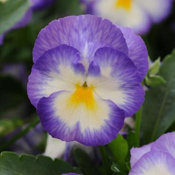 Viola cornuta 'Halo Lilac' PP24542