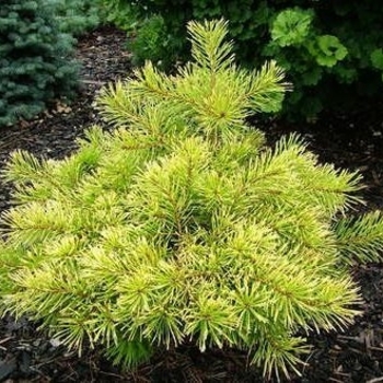 Pinus sylvestris 'Trollguld' 