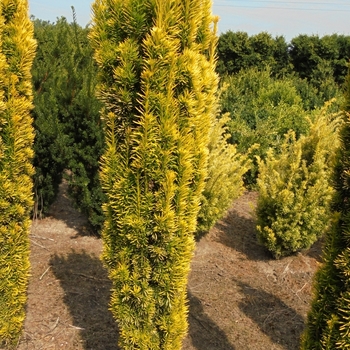 Taxus baccata 'Bultinck Orange Beauty' 