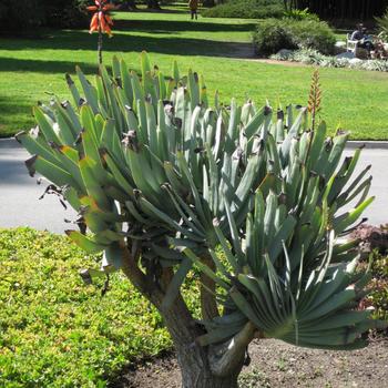 Aloe plicatilis