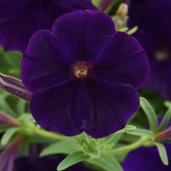 Petunia 'Balcannlu' 