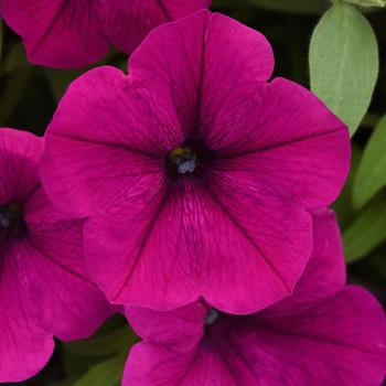 Petunia 'Balcannurg' 