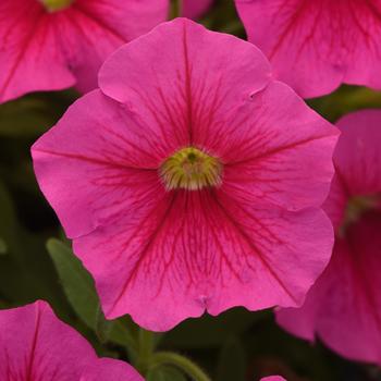 Petunia 'Balcannink' PP33528