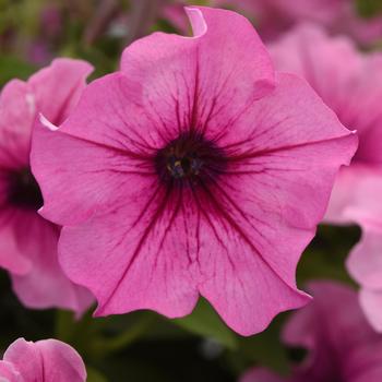 Petunia 'Balcannosv' 