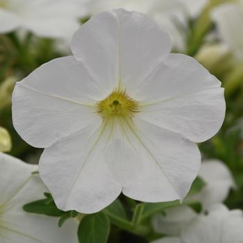 Petunia 'Balcannite' 