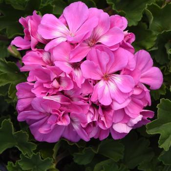 Pelargonium x hortorum