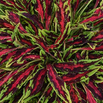 Coleus scutellarioides MicroBlaze™ 'Spitfire'