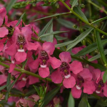 Angelonia angustifolia 'Spreading Pink Improved' 