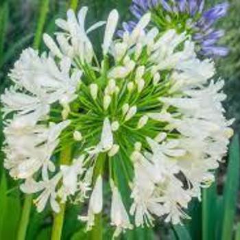 Agapanthus africanus 'Rancho White' 