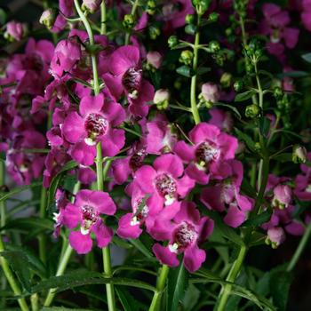 Angelonia angustifolia Angelissa™ Rose