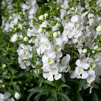 Angelonia angustifolia Angelissa™ 'White' PPAF