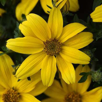 Bidens ferulifolia 'Sun Drop Improved' 