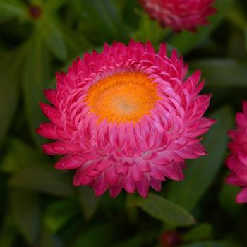 Bracteantha bracteata 'Jumbo Rose' 