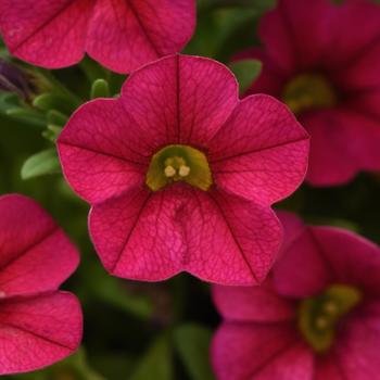 Calibrachoa Conga™ Cherry