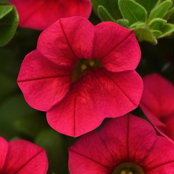 Calibrachoa 'Red Improved' 