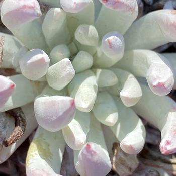 Dudleya lanceolata