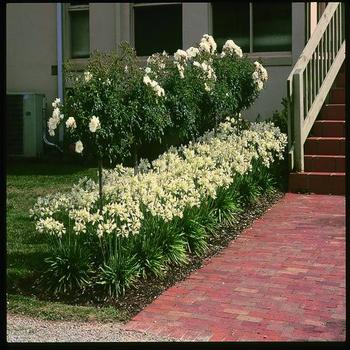 Agapanthus praecox ssp. orientalis 'Getty White' 