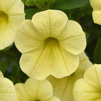 Calibrachoa 'Lemon Yellow Improved' 