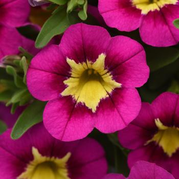 Calibrachoa Bumble Bee™ Hot Pink