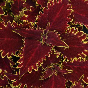 Coleus scutellarioides 'Vulcan'