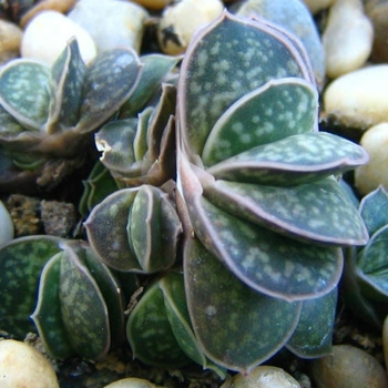 Gasteria bicolor var. lilipunta