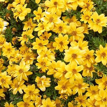 Tagetes lemmonii 'Compacta' 