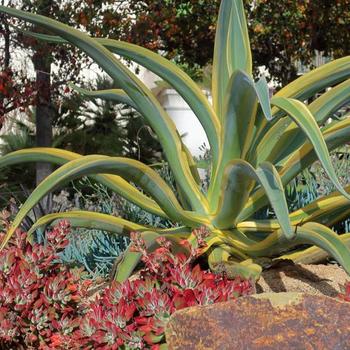 Agave vilmoriniana 'Stained Glass' 
