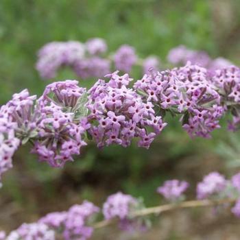 Buddleia alternifolia 'Argentea' 