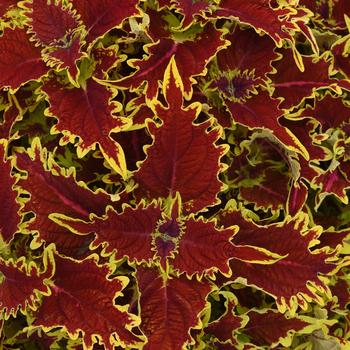 Coleus scutellarioides 'Copperhead' 