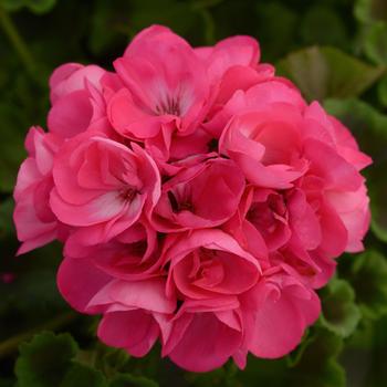 Pelargonium x hortorum 'Hot Pink' 