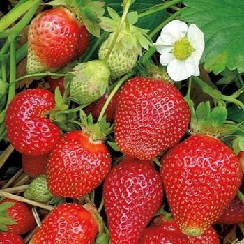 Fragaria x ananassa 'Fern' 