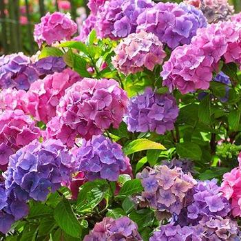 Hydrangea macrophylla 'Merriit's Supreme' 