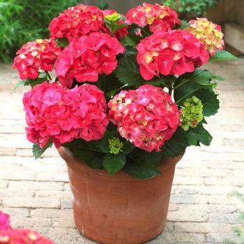 Hydrangea macrophylla 'Monred' 