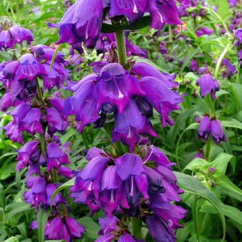 Penstemon 'Midnight Blue' 