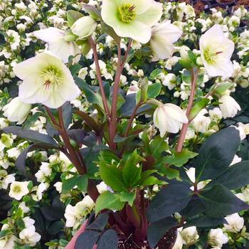 Helleborus 'Ice 'n Roses® White' 
