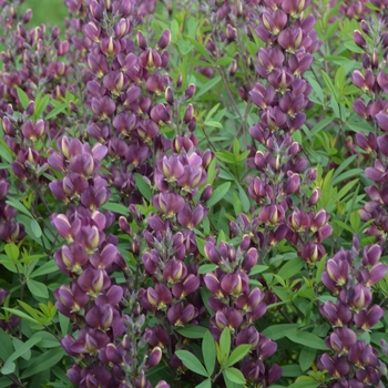 Baptisia 'Burgundy Blast' 