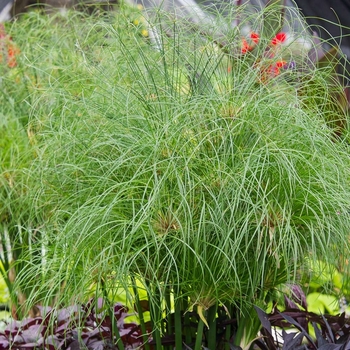 Cyperus papyrus 'Nile Princess™' 