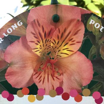 Alstroemeria 'Zsa Zsa' 