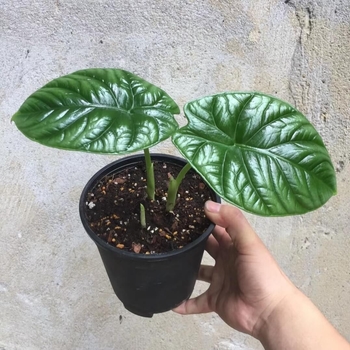 Alocasia sinuata