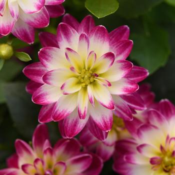 Dahlia 'Purple+White Eye' 