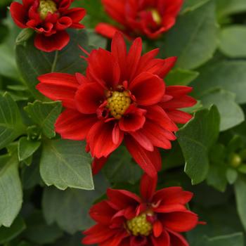 Dahlia Dahlita™ Bright Red