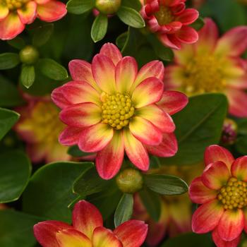 Dahlia Dahlita™ Red+Yellow Eye