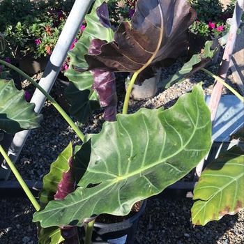 Alocasia 'Mayan Mask' 