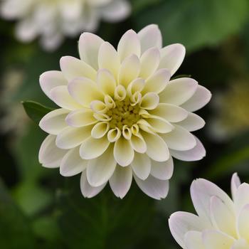 Dahlia 