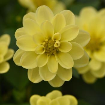 Dahlia 'Yellow' 